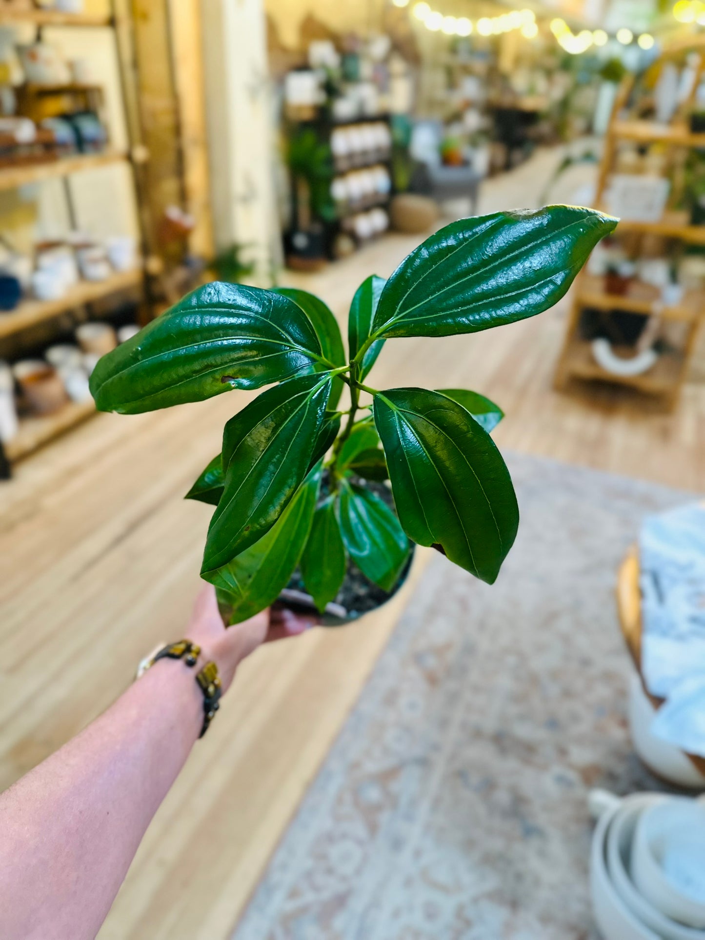 6" Cinnamon Tree