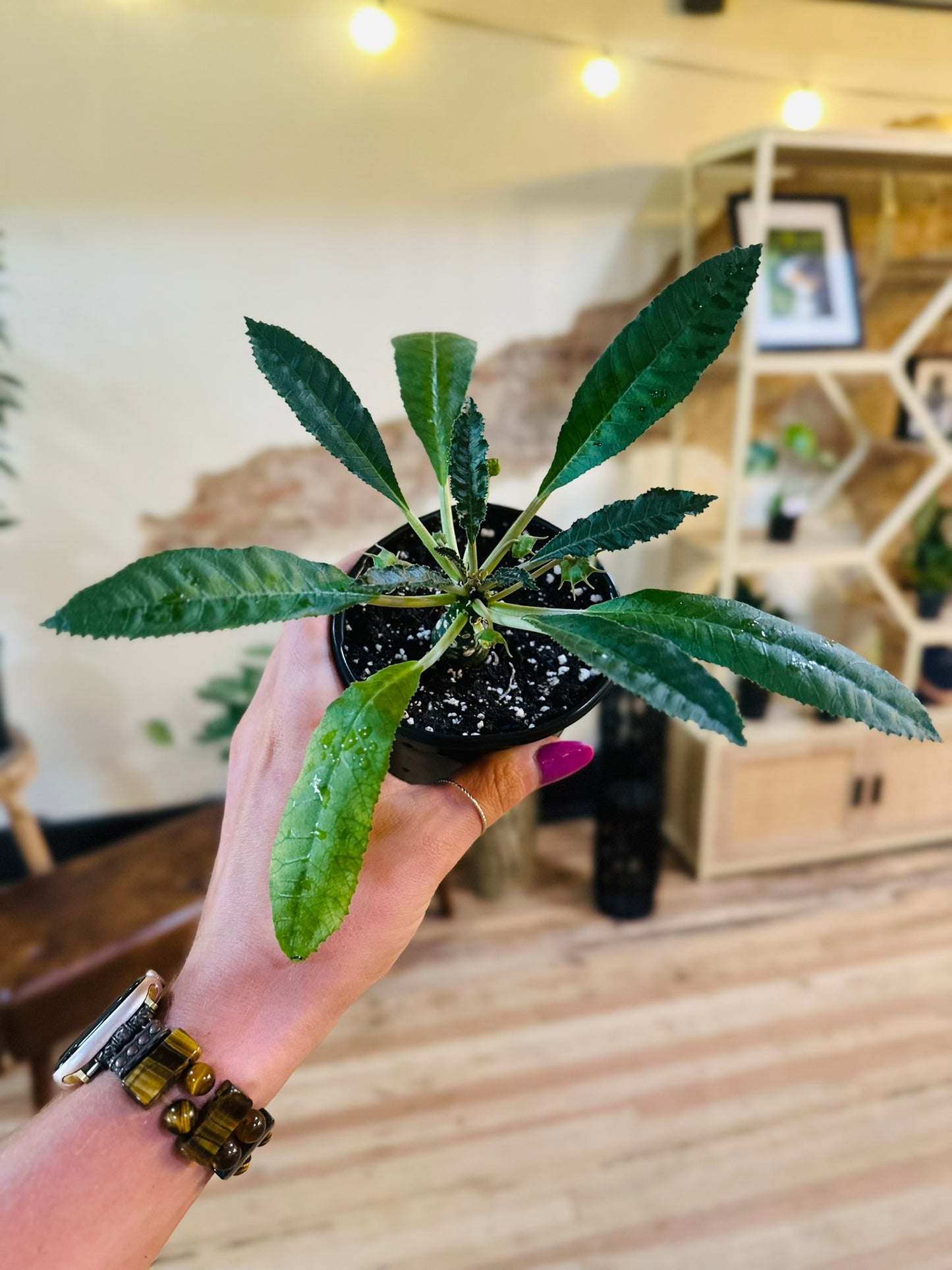 4" Dorstenia Foetida