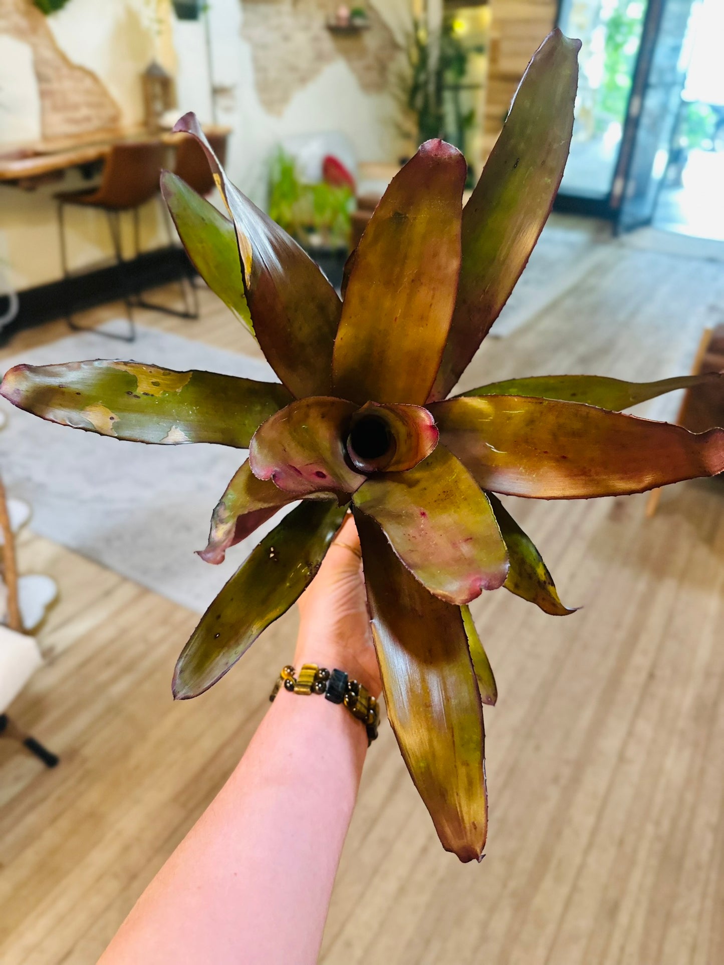 4" Neo Bromeliad