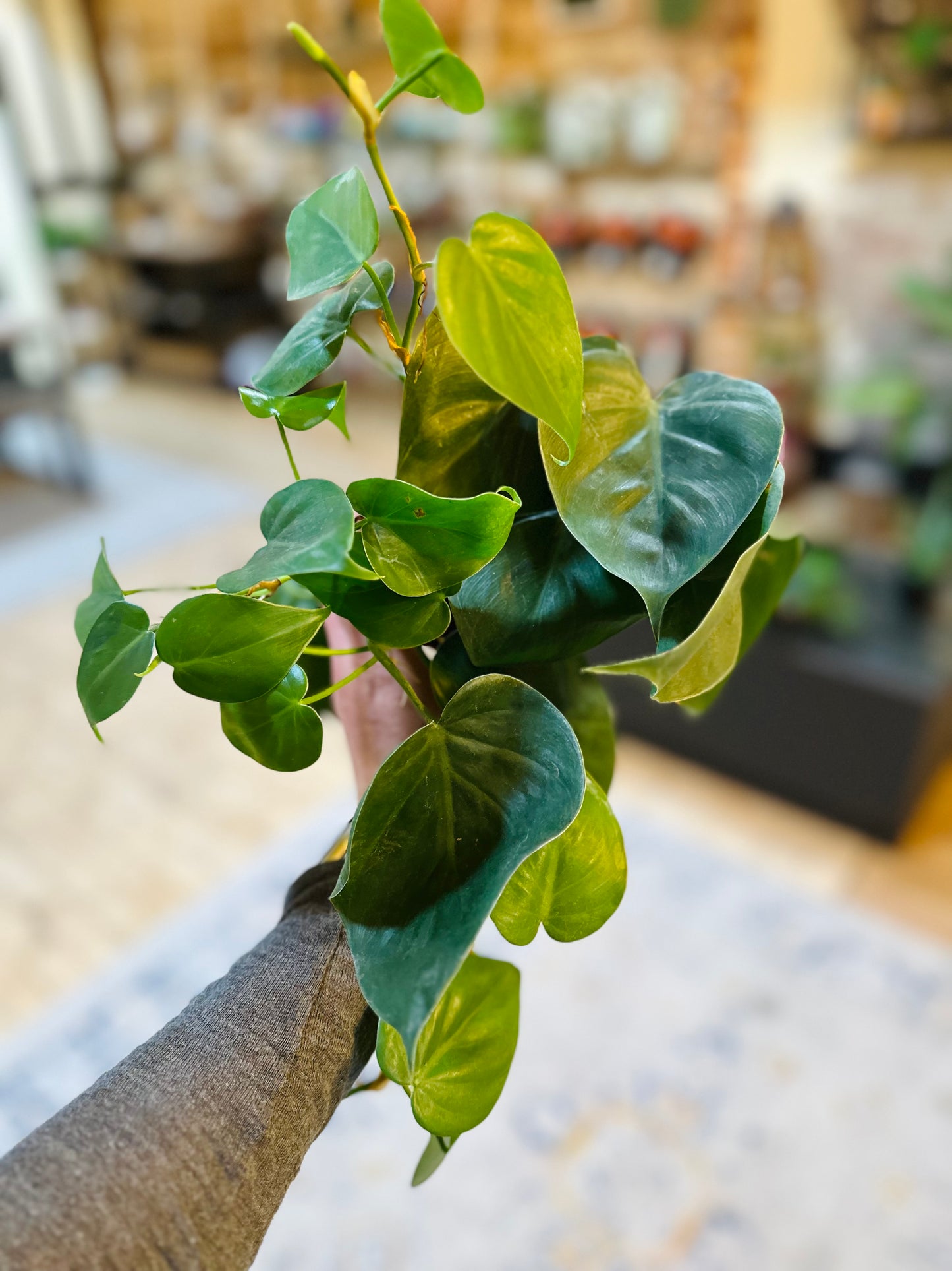 4" Philodendron Heartleaf