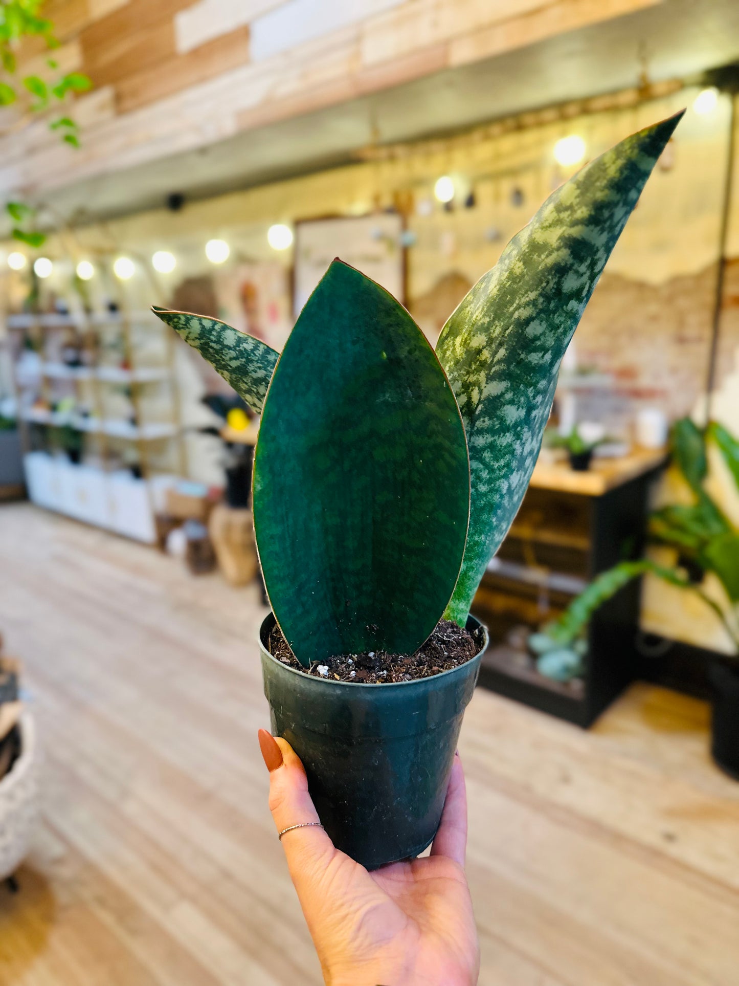 6" Whale Fin Snake Plant