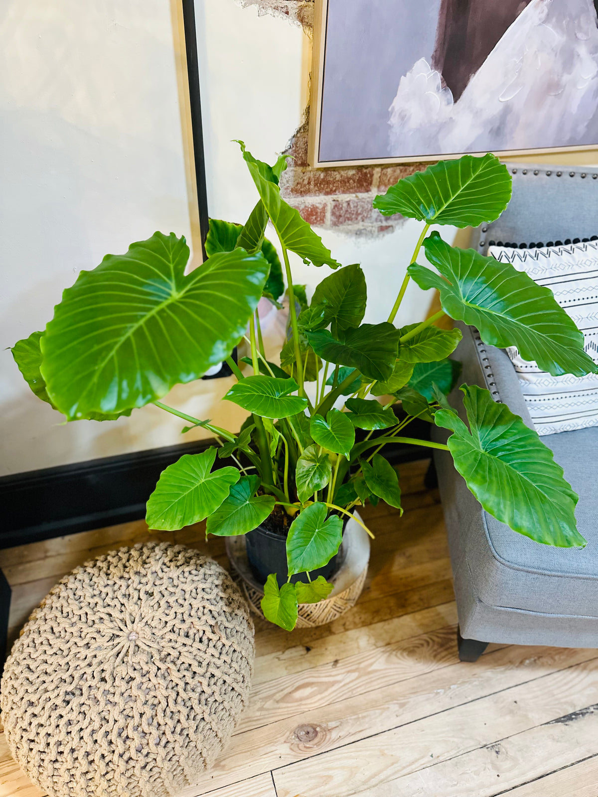 10” Alocasia Taro