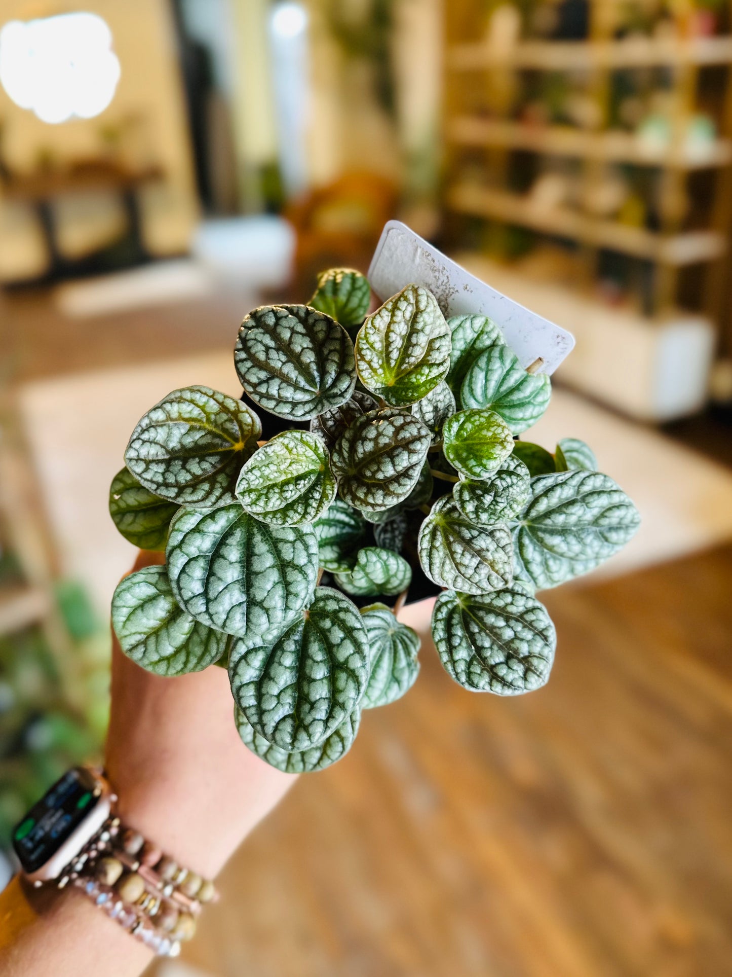 4" Peperomia Silver Ripple