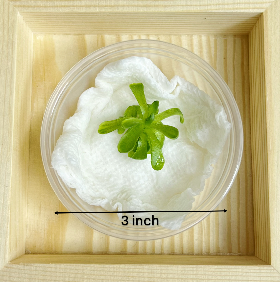2" Mexican Butterwort