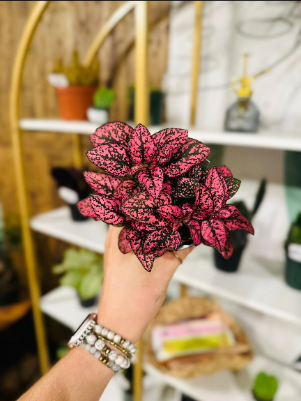 4" Hot Pink Polka Dot