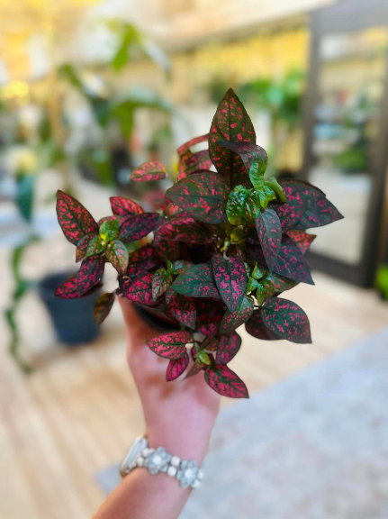 4" Red Polka Dot