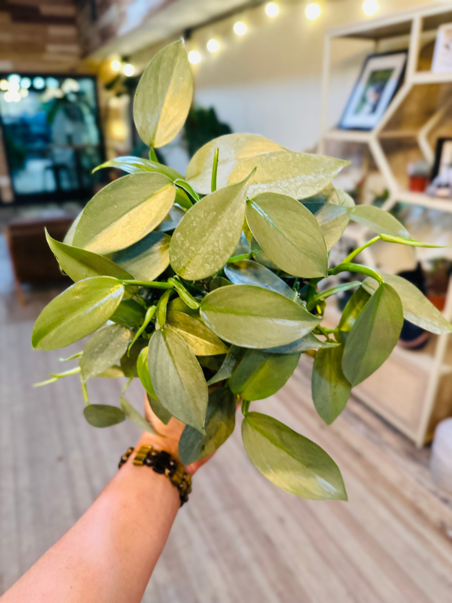 6" Philodendron Silver Sword