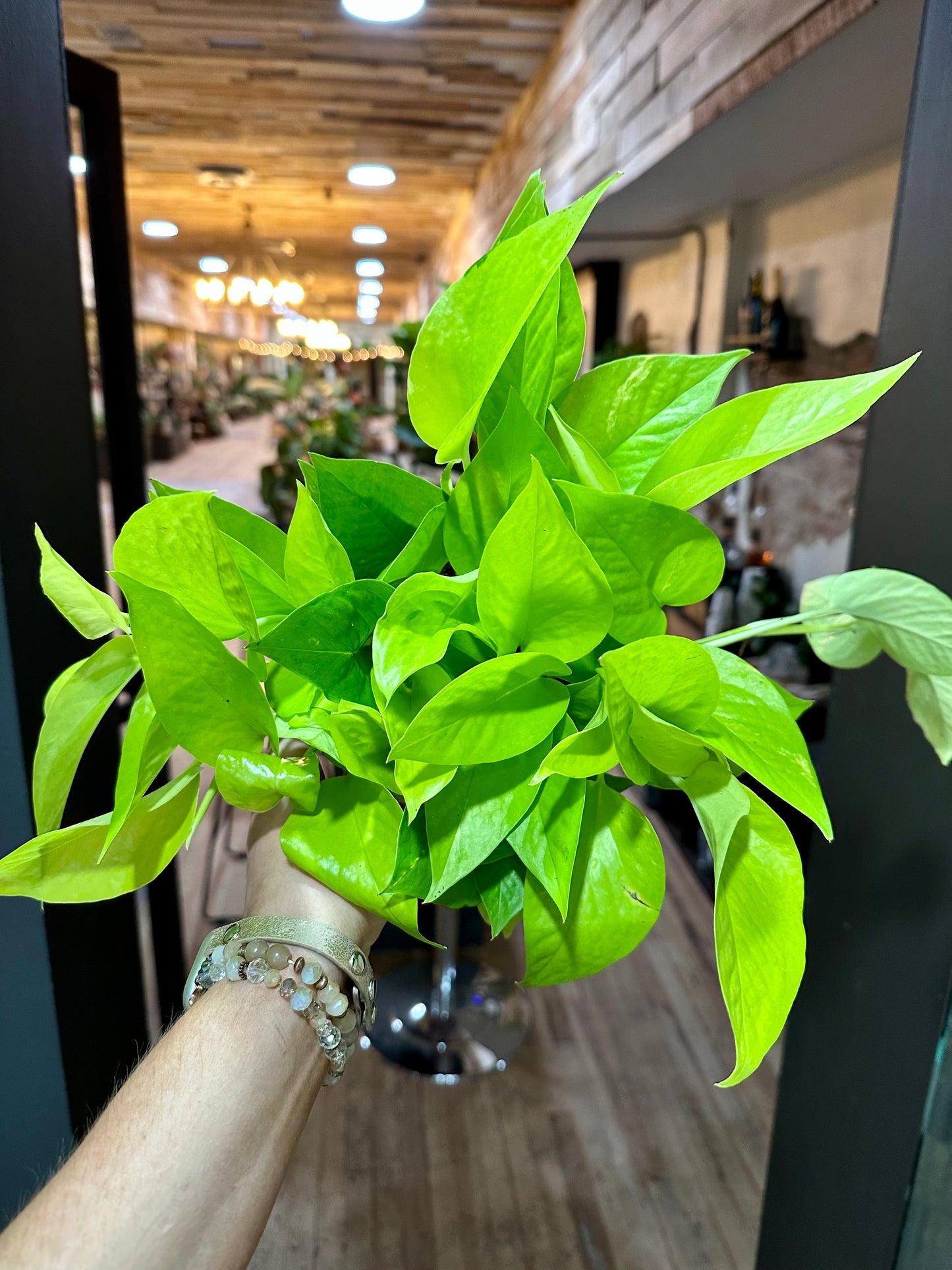 6" Pothos 'Neon'