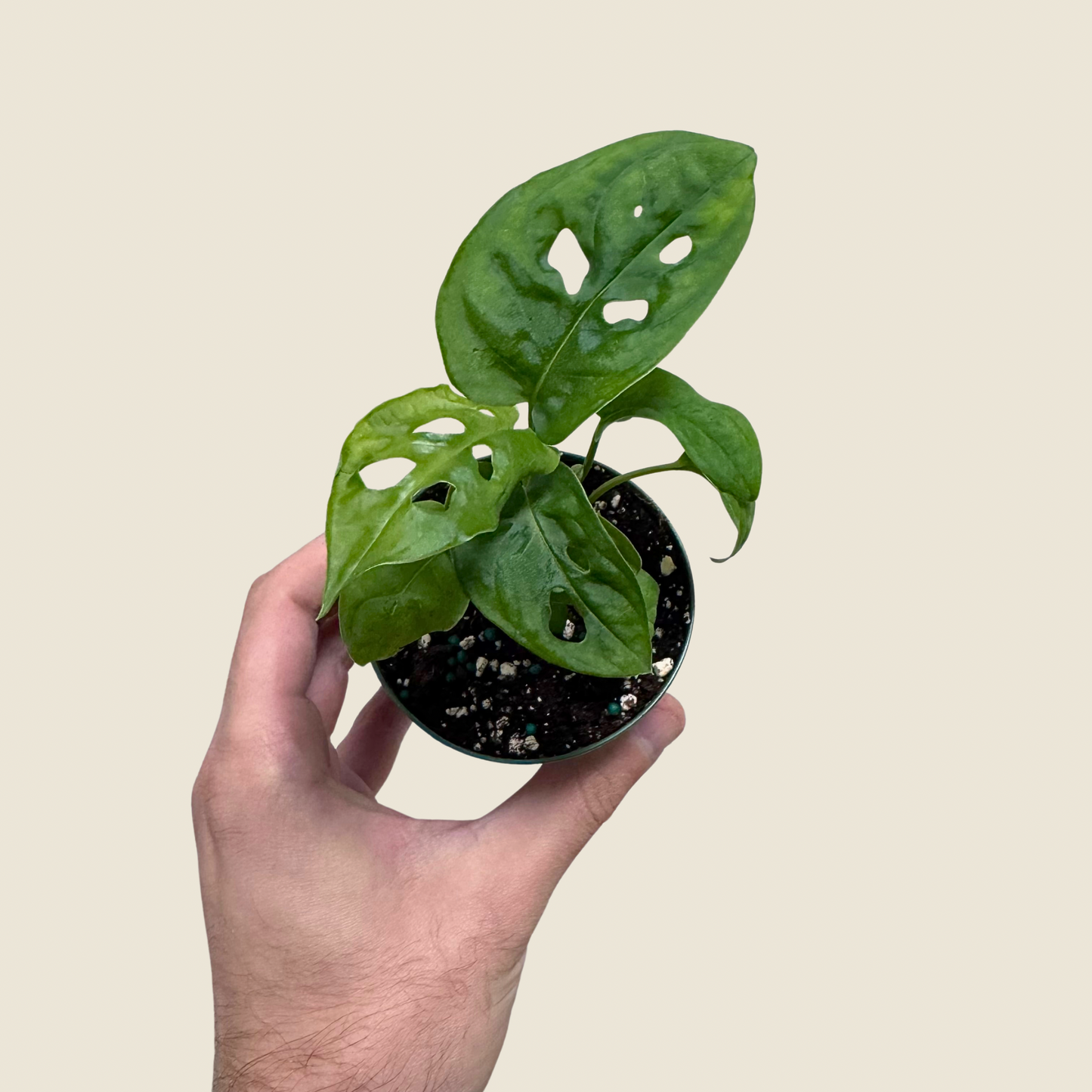 Monstera Swiss Cheese