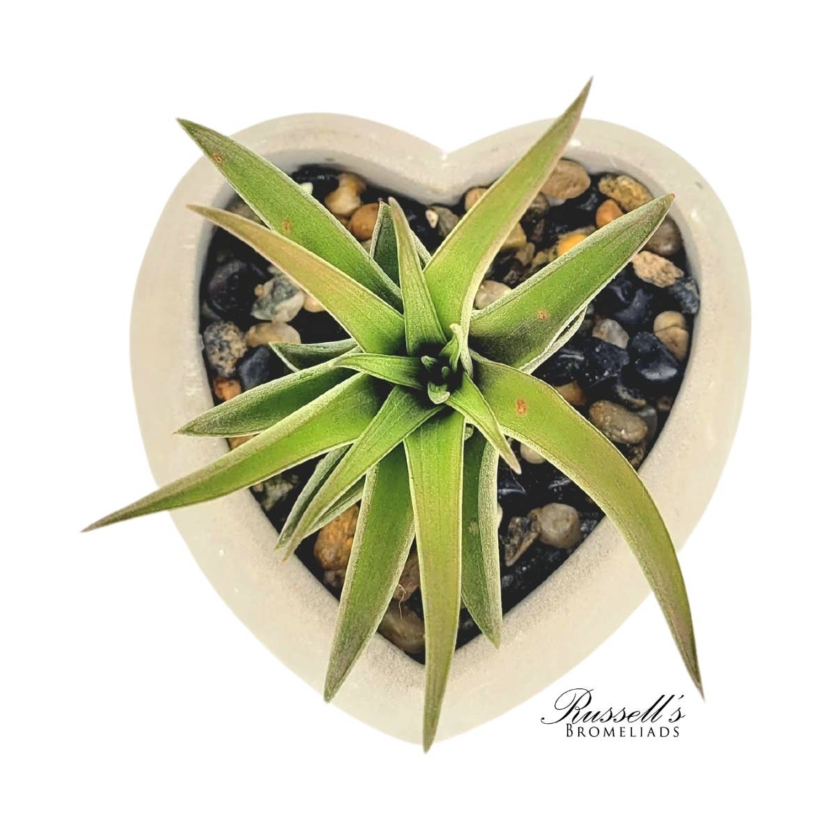 Heart Air Plant