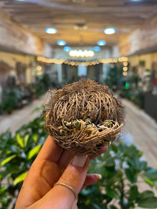 Rose of Jericho