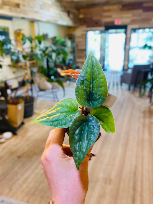2" Anthurium Radicans x Luxurians