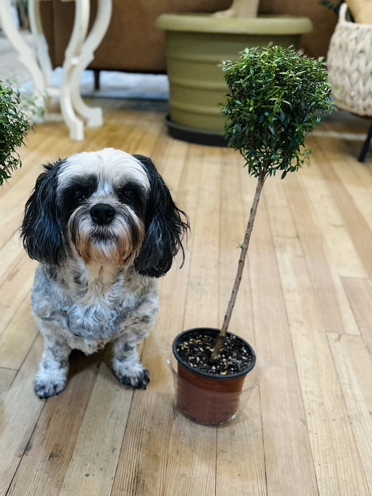 4" Myrtle Topiary