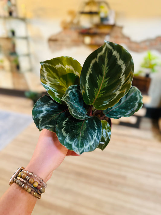 4" Calathea Medallion