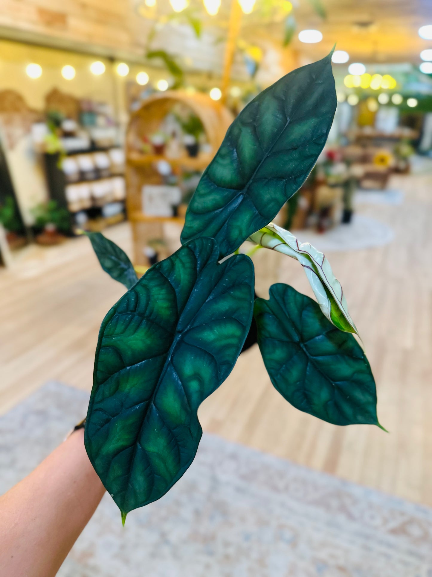 4" Alocasia Dragon Scale