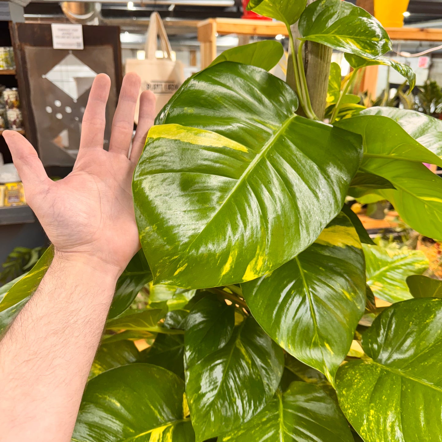 Pothos Golden