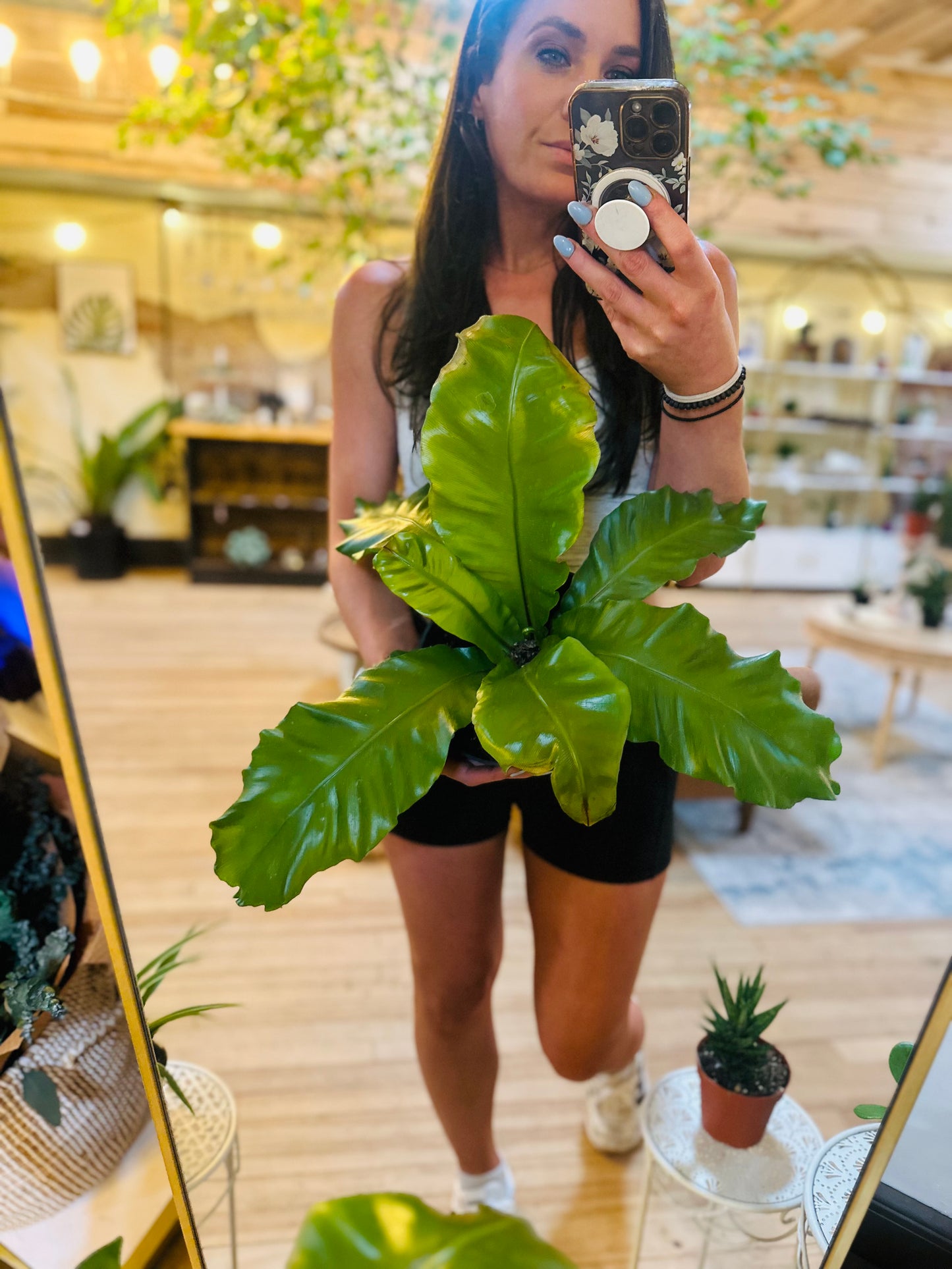 8" Birds Nest Fern