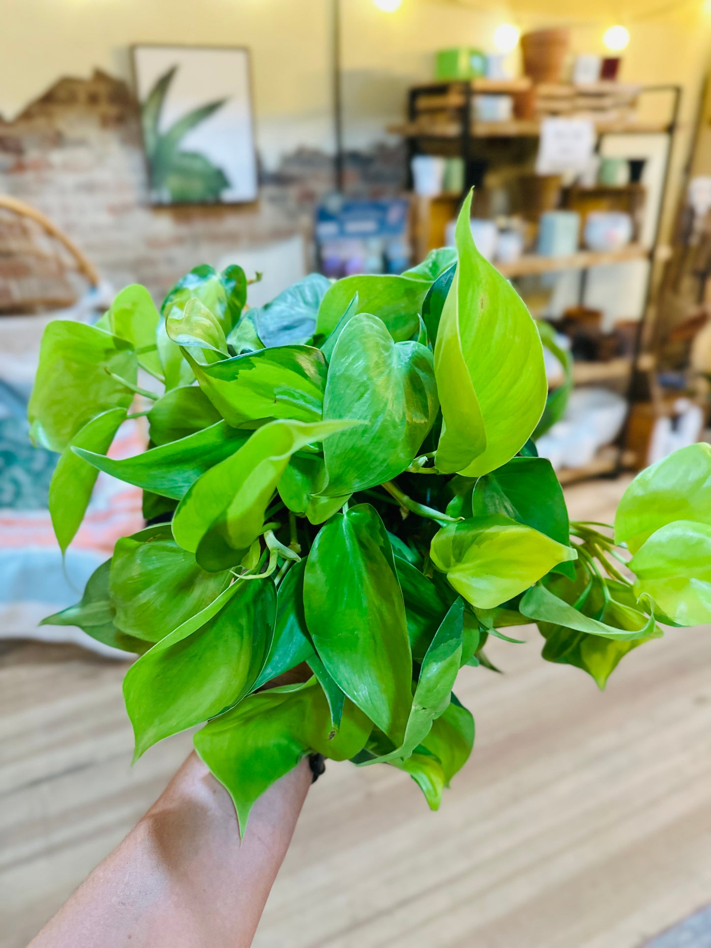 6" Philodendron Brazil