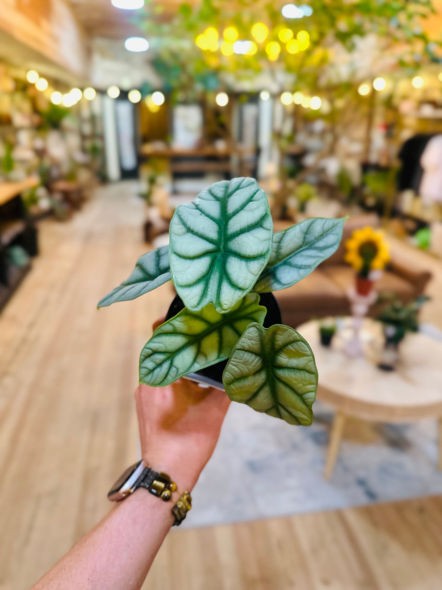 4" Alocasia Silver Dragon