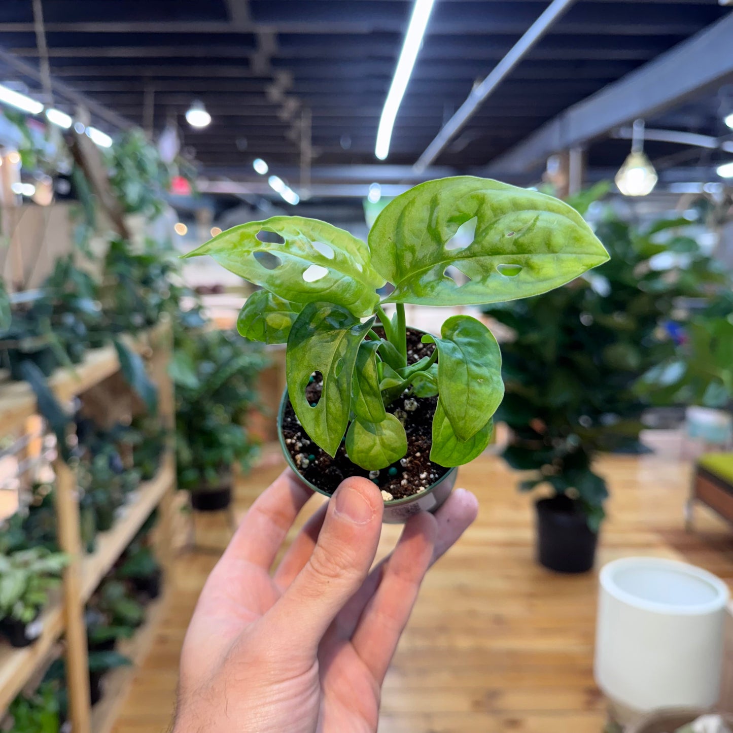 Monstera Swiss Cheese
