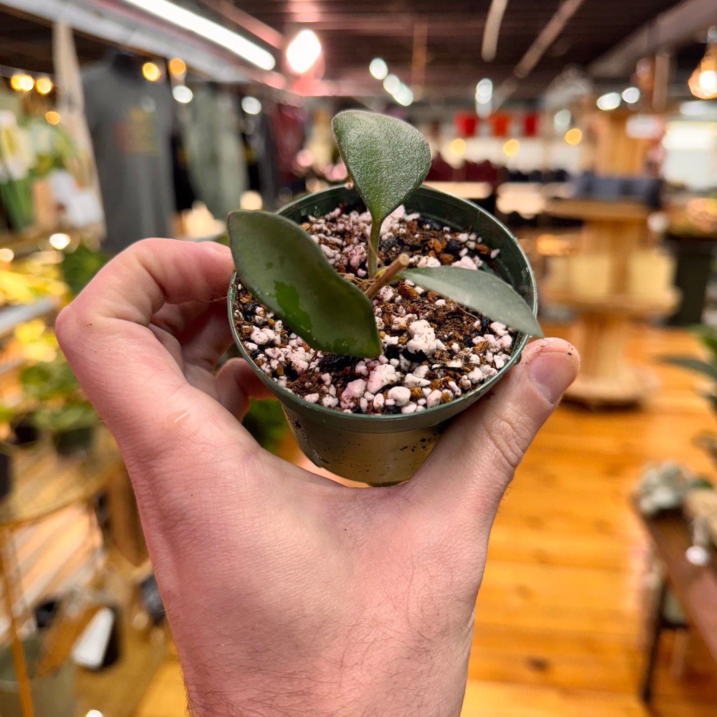 Hoya Burtoniae