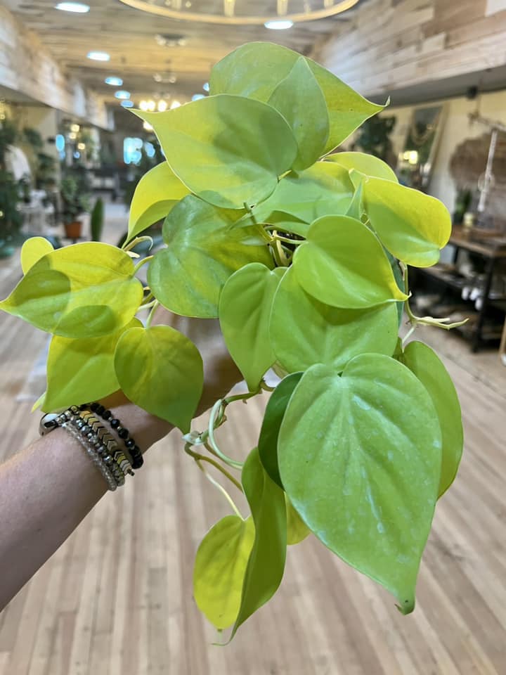 4" Philodendron 'Lemon Lime'