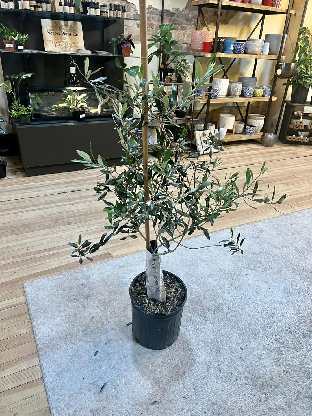 Olive Tree 8"