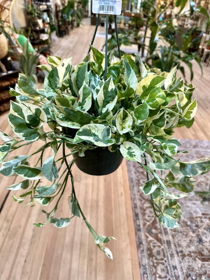 Pothos Pearls & Jade Basket 8"