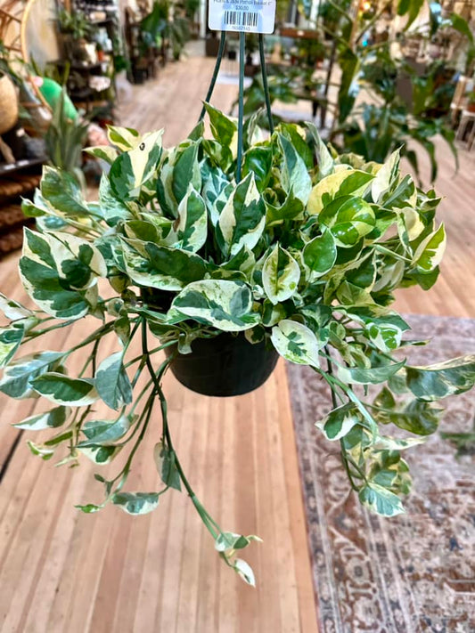 Pothos Pearls & Jade Basket 8"
