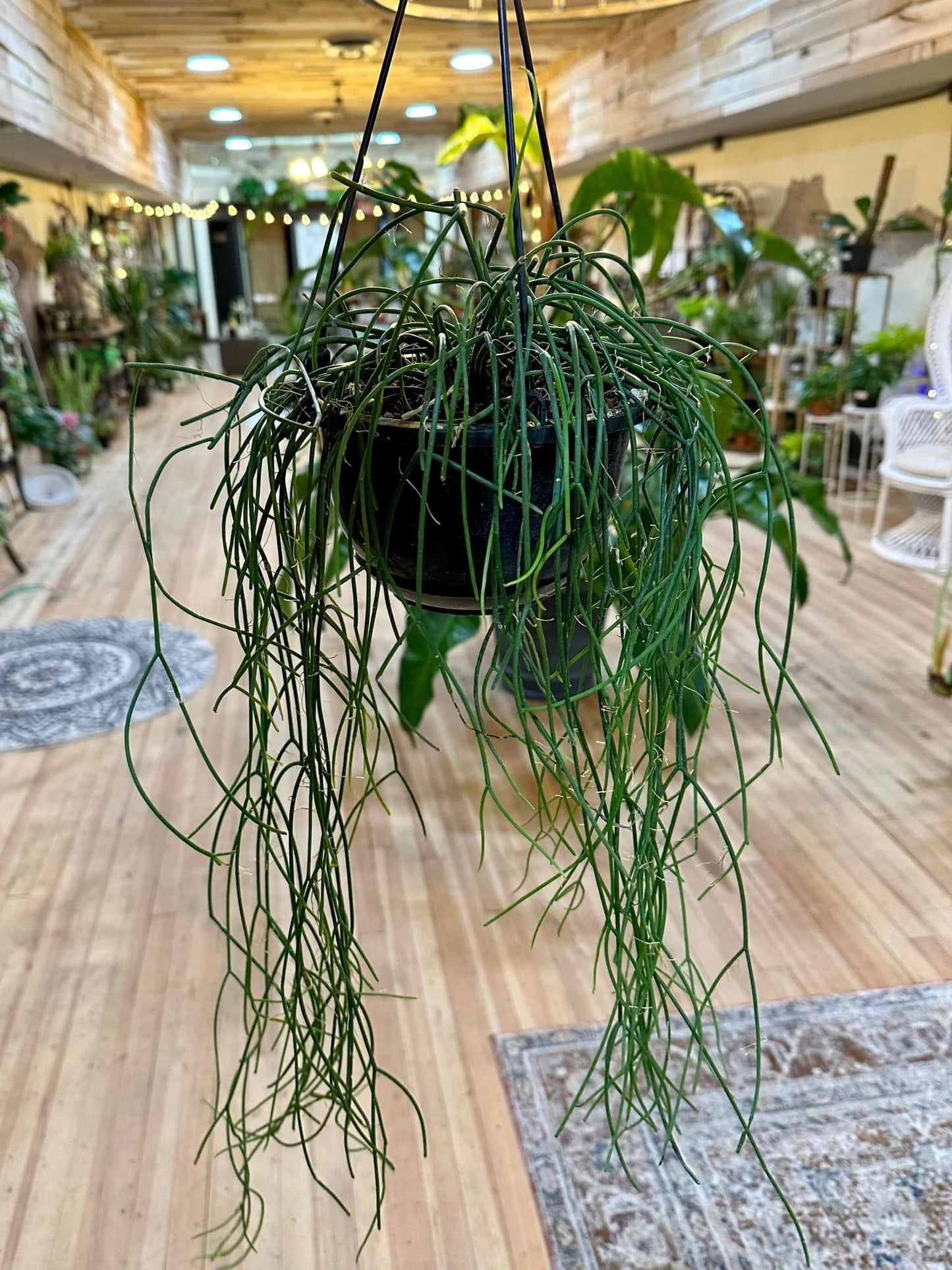 6" Rhipsalis Basket