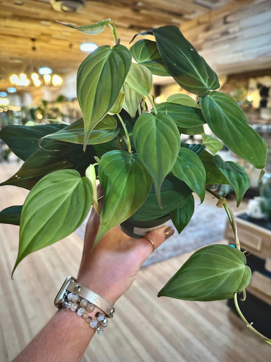 4" Philodendron Micans