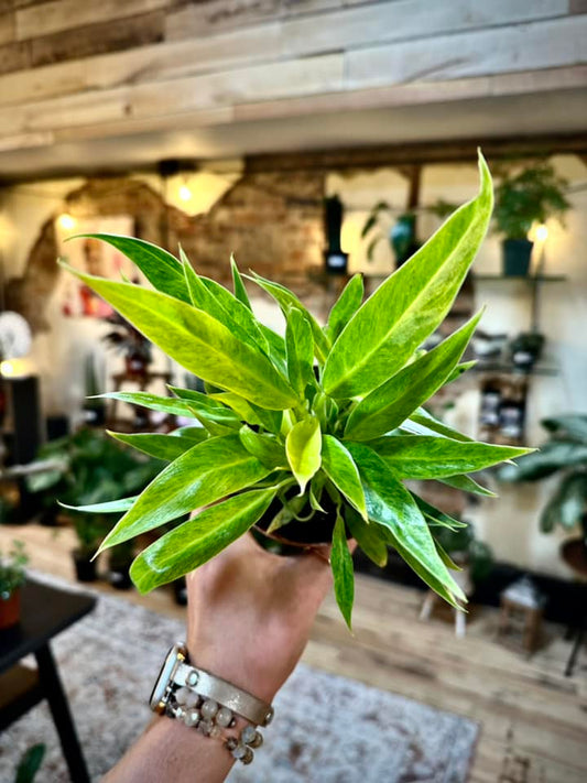 4" Philodendron Calkins Gold