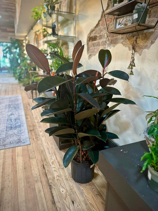 10" Ficus Burgundy