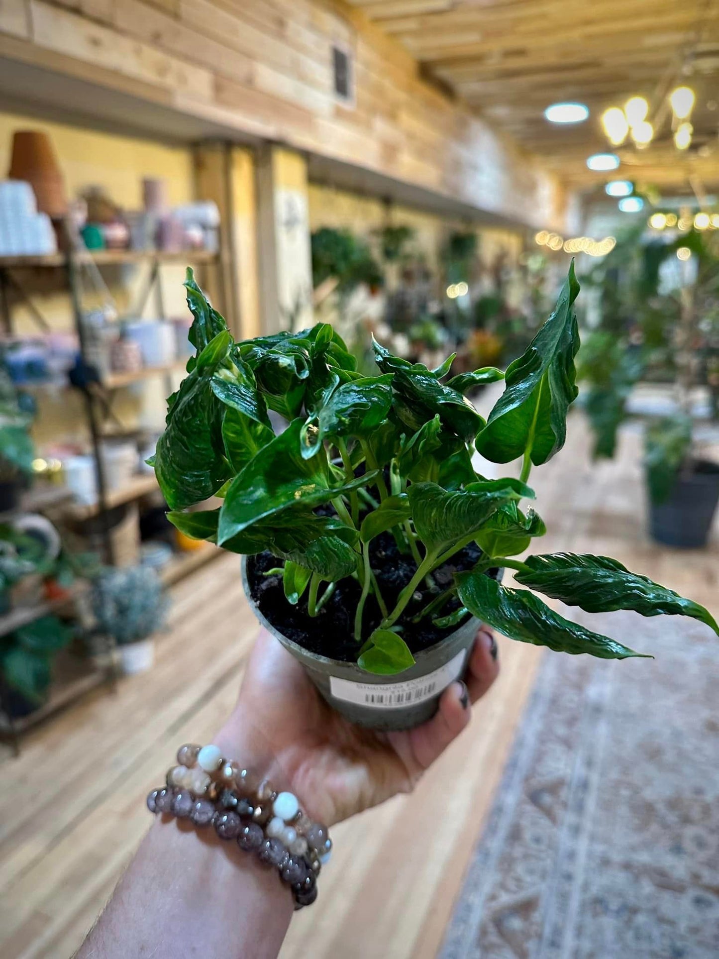 pothos shangri la 4" Pothos Shangri La – Grows on Main