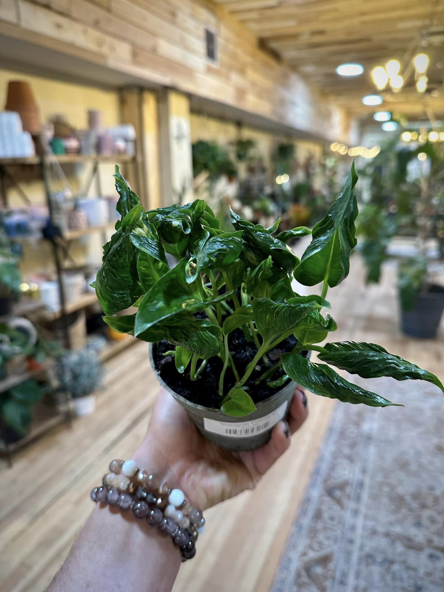 pothos shangri la 4" Pothos Shangri La – Grows on Main