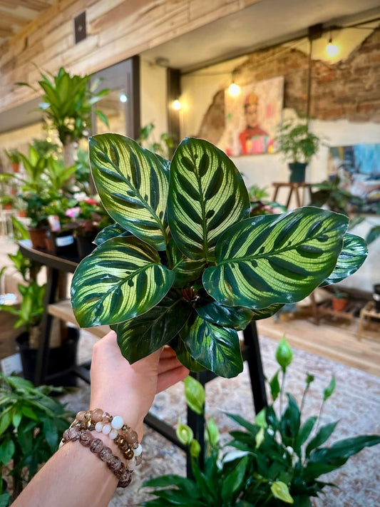 4" Calathea Makoyana