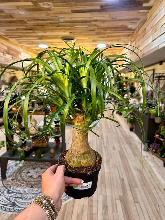 6" Ponytail Palm