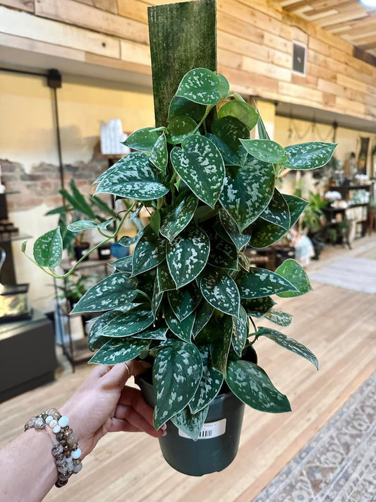 6" Scindapsus Totem
