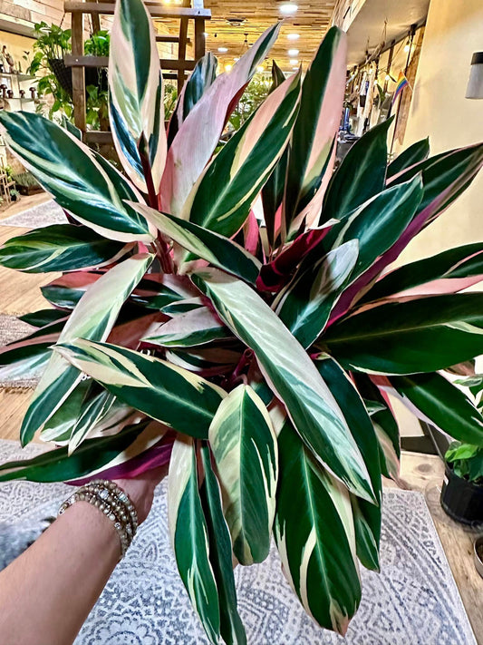 6" Stromanthe Triostar