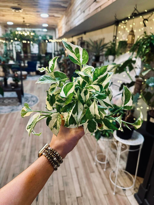 Pothos Pearls & Jade 4"