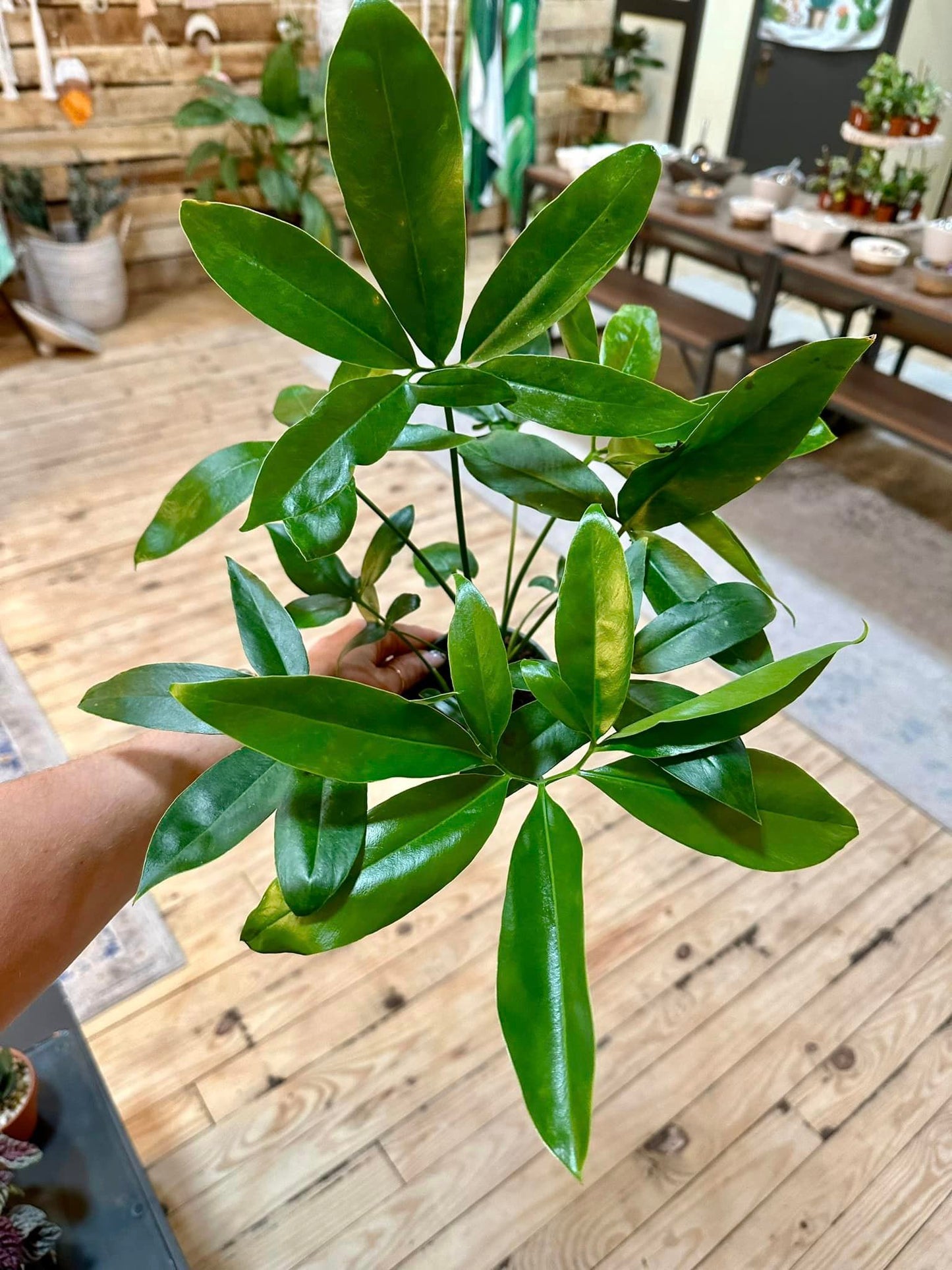 Thaumatophyllum spruceanum 6"
