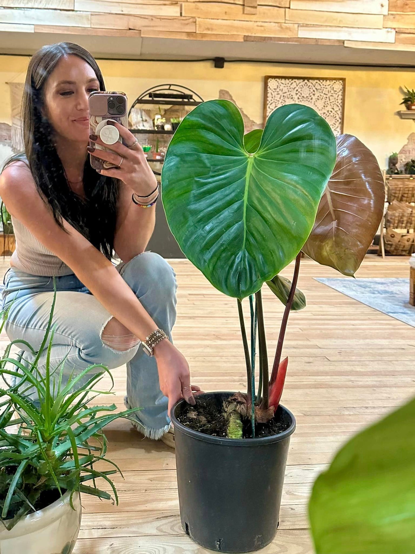 Philodendron Lynamii 10"