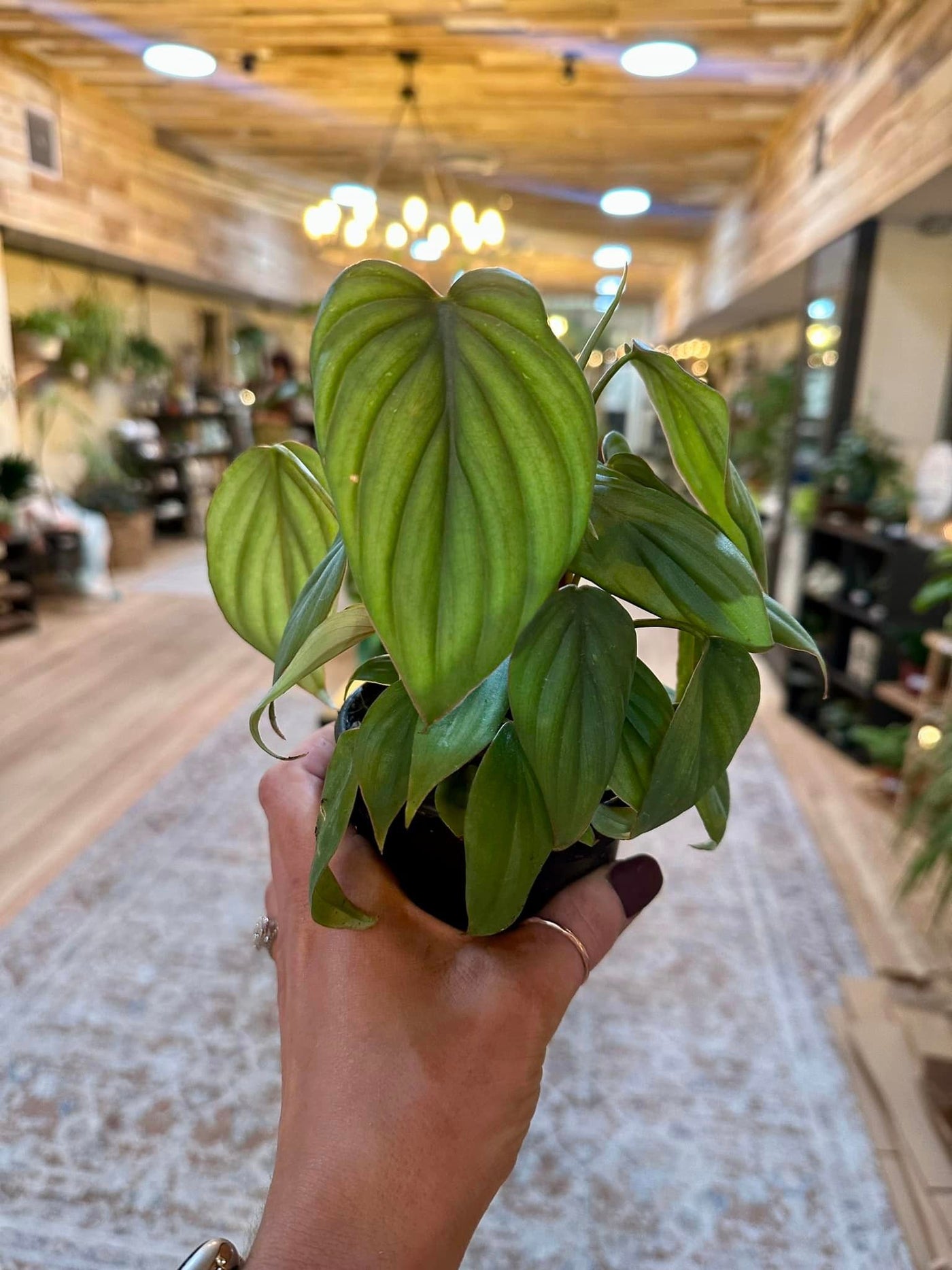 Philodendron Sodiroi Variegated 4"