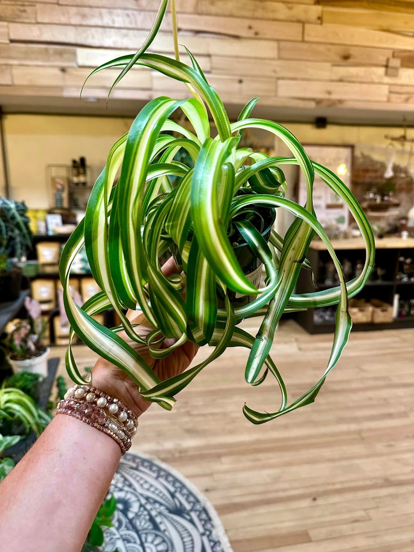 Curly Spider Plant 4"