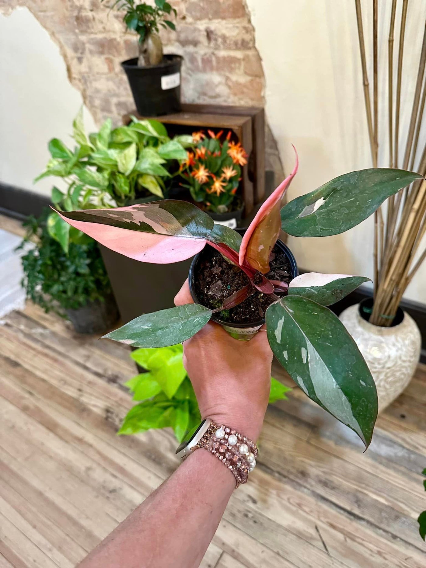 Pink Princess Philodendron 4"