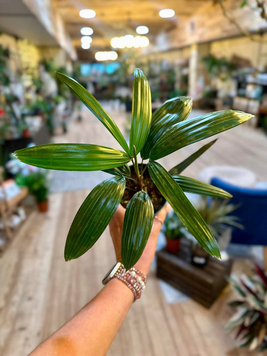 Rhapis Excelsa 4"