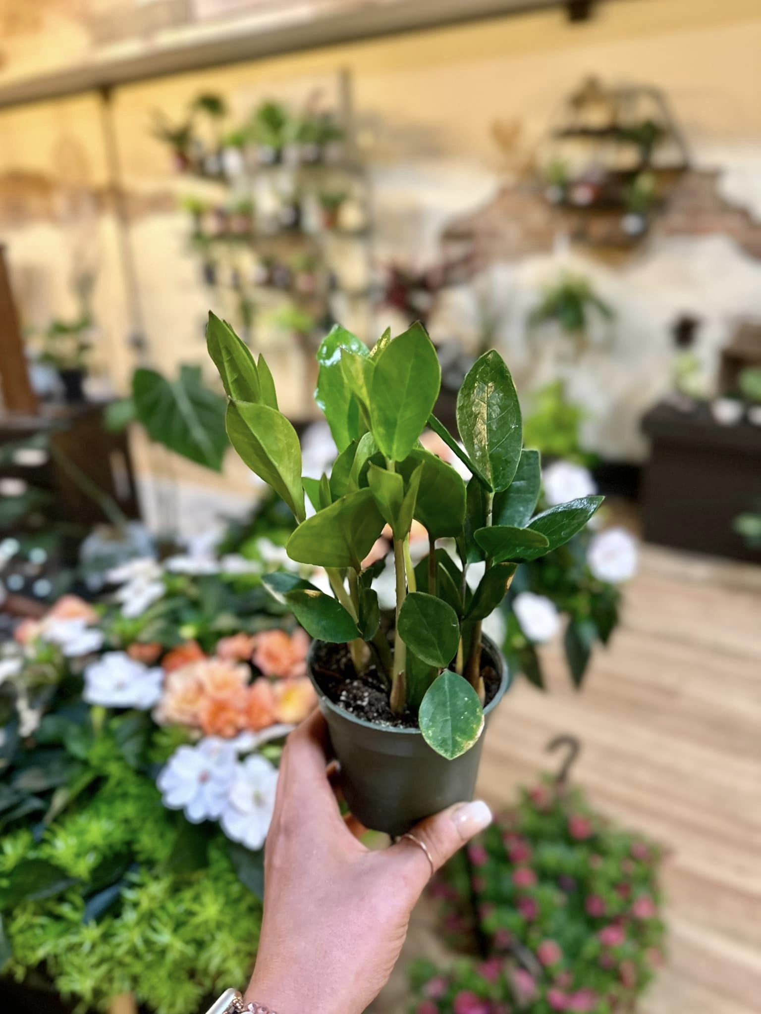 4 zz plant 4" ZZ