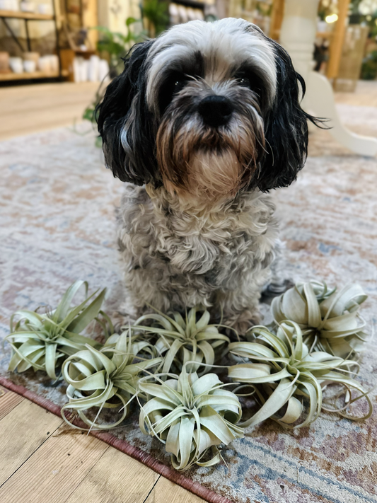 Xerographica