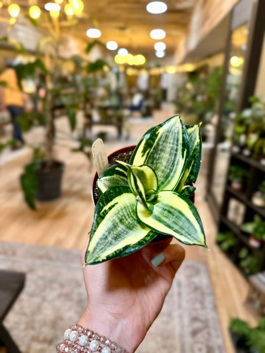 4" Variegated Hahnii Snake Plant