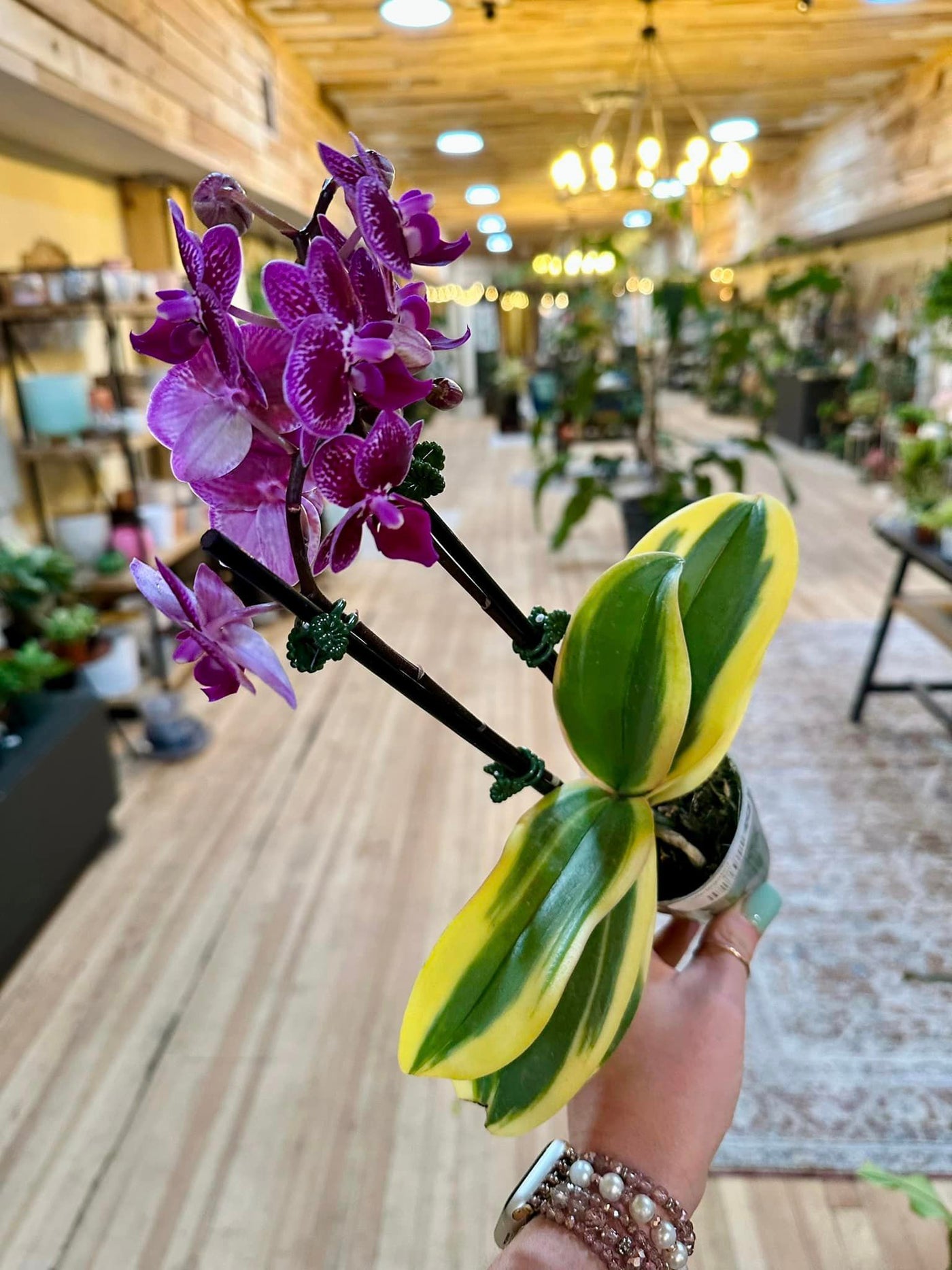 Variegated Orchid 4"